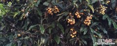 院子里适合种植哪些水果树，这几种就很合适