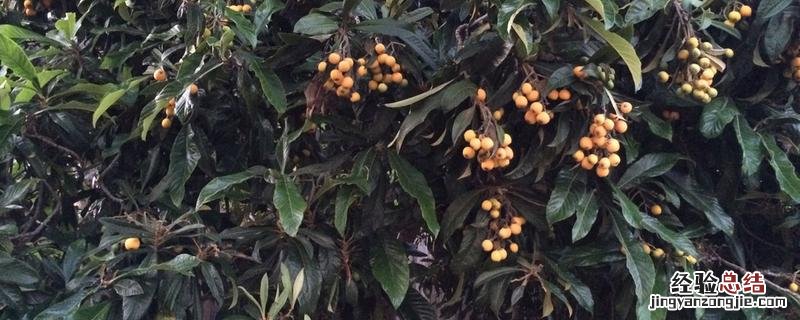 院子里适合种植哪些水果树，这几种就很合适