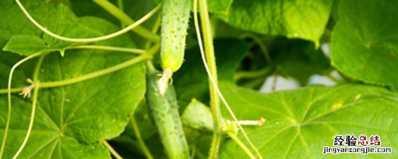 青瓜种植时间及技术要点简介 青瓜种植时间及技术要点