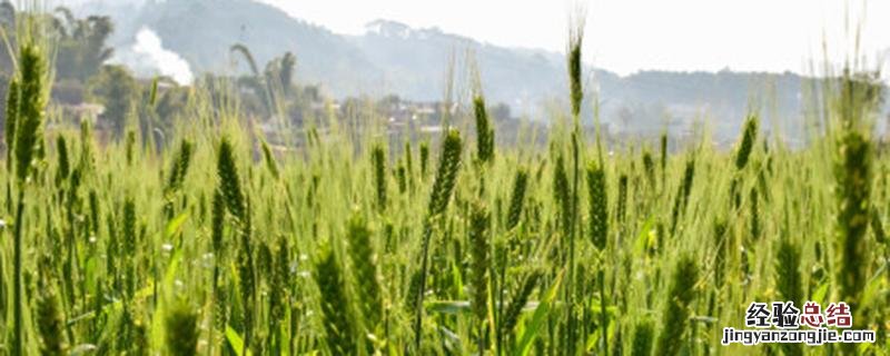 小麦除草剂能和尿素同时使用吗 麦田除草剂能和尿素混用吗
