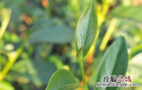 茶白星病怎么防治 茶白星病的症状和防治方法