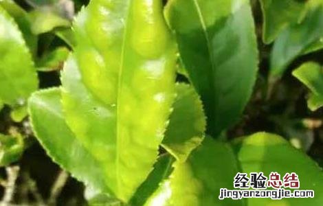 茶白星病怎么防治 茶白星病的症状和防治方法