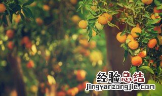 关于树的名言二年级 关于树的名言