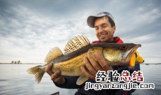 金鼓鳗喜欢吃什么饵 金鼓鳗用什么钓