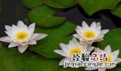 睡莲是什么传播方法 睡莲是什么传播方法呢