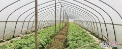 春季大棚可种哪些蔬菜，种植春季大棚蔬菜如何管理
