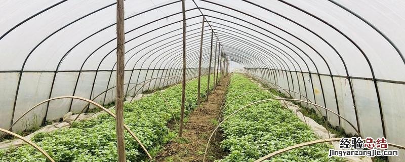 春季大棚可种哪些蔬菜，种植春季大棚蔬菜如何管理