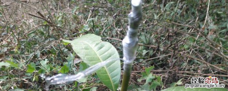 透明胶带可以当嫁接膜使用吗有毒吗 透明胶带可以当嫁接膜使用吗