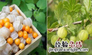 花姑娘果的功效与作用 花姑娘果的功效与作用介绍