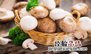 松菌怎么保存新鲜 松菌保存新鲜的方法