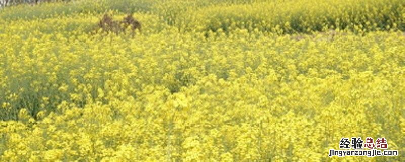 菜籽饼能直接撒地里吗 菜籽饼直接撒在地面上可以吗
