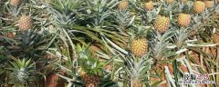 什么水果适合用红土种植，关于红土地的改良措施