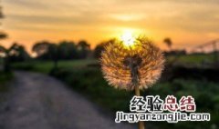 蒲公英是寒性的吗有毒吗 蒲公英是寒性的吗