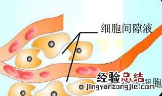 组织液来源于毛细淋巴管盲端 组织液来源于