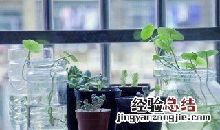 雪上一枝蒿的作用 雪上一枝蒿的营养价值