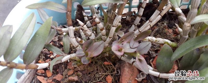 石斛可不可以在北方种植，石斛对种植环境的要求