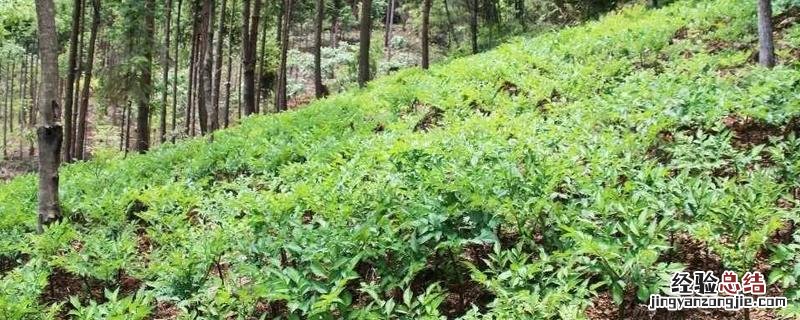 种药材可行吗,有哪些优势 什么药材值得种植