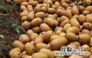 金珠果梨怎么吃 金珠果梨怎么吃治咳嗽