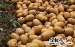 金珠果梨怎么吃 金珠果梨怎么吃治咳嗽
