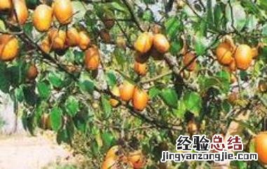沙梨的功效与作用 沙梨的功效与作用及禁忌