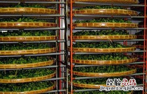 白茶的制作工序流程 白茶的制作工序流程视频