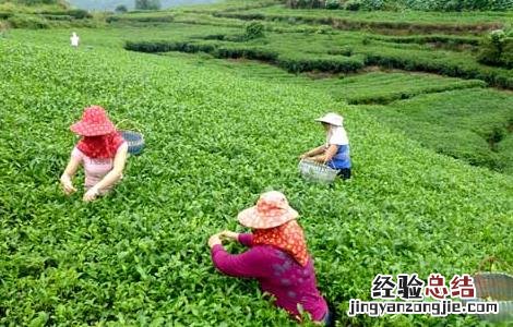 白茶的制作工序流程 白茶的制作工序流程视频