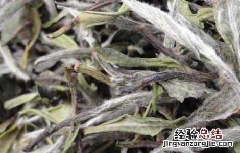 白茶的制作工序流程 白茶的制作工序流程视频