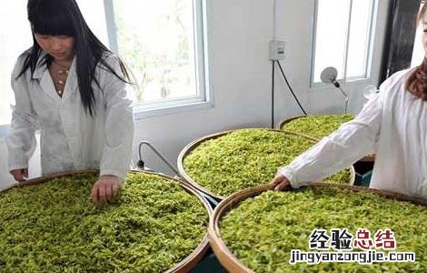 白茶的制作工序流程 白茶的制作工序流程视频