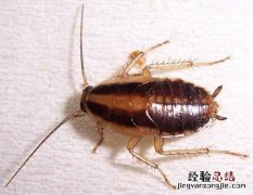 蟑螂的危害 蟑螂的危害及控制有哪些?