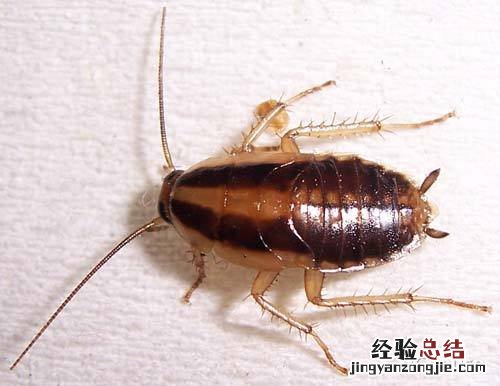 蟑螂的危害 蟑螂的危害及控制有哪些?