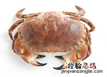 面包蟹的做法 清蒸面包蟹的做法