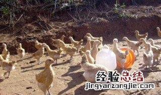 土鸡生态循环养殖模式 土鸡怎么进行生态养殖