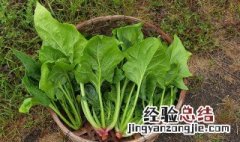 菠菜炒肉丝做法窍门 怎么做菠菜炒肉丝