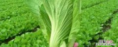 酒精可不可以喷在蔬菜上 酒精可以喷在蔬菜上消毒吗