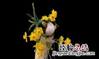 水仙花怎么收头 开完花的水仙头如何留种