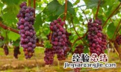 楼上种葡萄用什么桶 楼上葡萄怎么种