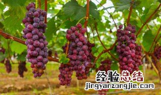 楼上种葡萄用什么桶 楼上葡萄怎么种