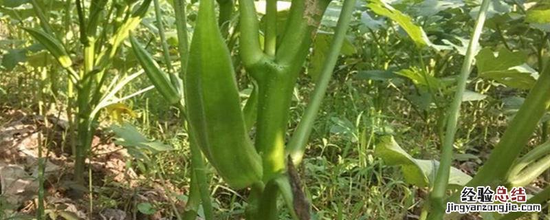 河南可以种植秋葵吗,附秋葵对生长环境的要求
