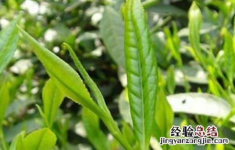 六安瓜片产地分布 六安瓜片产地分布排名