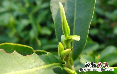 碧螺春产地哪里? 碧螺春产地是哪里