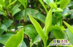 茶叶种植条件有哪些 茶叶种植的条件