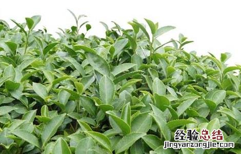 茶叶种植条件有哪些 茶叶种植的条件