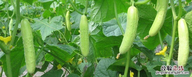 黄瓜特点 未来103旱黄瓜特点