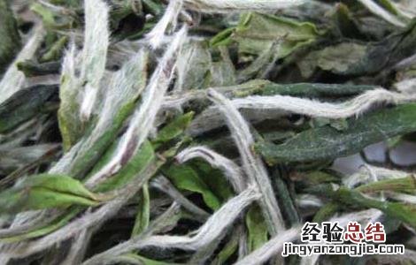 白茶是什么茶?有哪些品种 白茶是什么茶