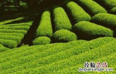 夏季如何做好茶园管理 茶园秋冬季管理方案