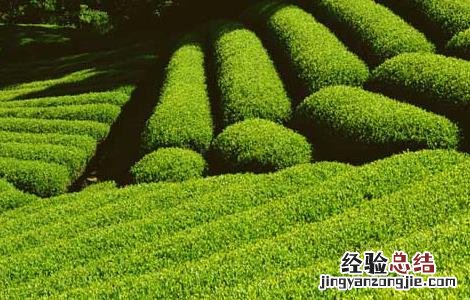 夏季如何做好茶园管理 茶园秋冬季管理方案