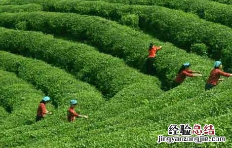 夏季如何做好茶园管理 茶园秋冬季管理方案