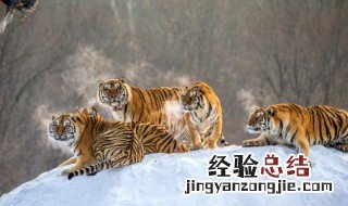 梦见打死老虎 梦见打死老虎周公解梦原版