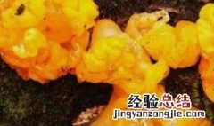 金耳菌的功效与作用 金耳菌对人体的好处
