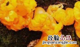金耳菌的功效与作用 金耳菌对人体的好处